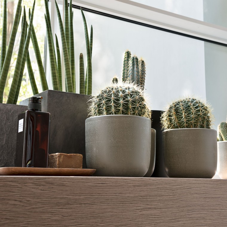 Various plants on a window sill